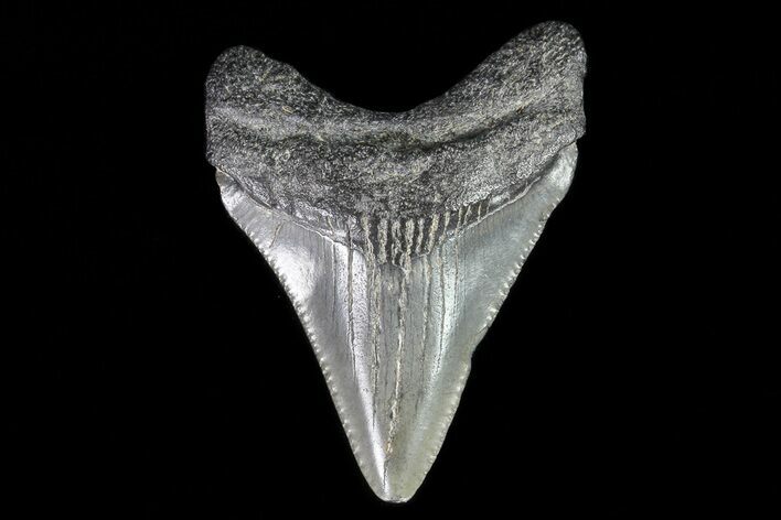 Juvenile Megalodon Tooth - Georgia #75422
